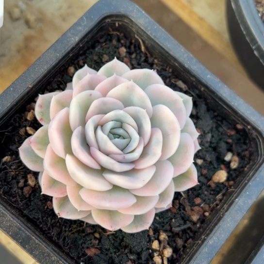 墨西哥雪球锦 夏鸣园艺