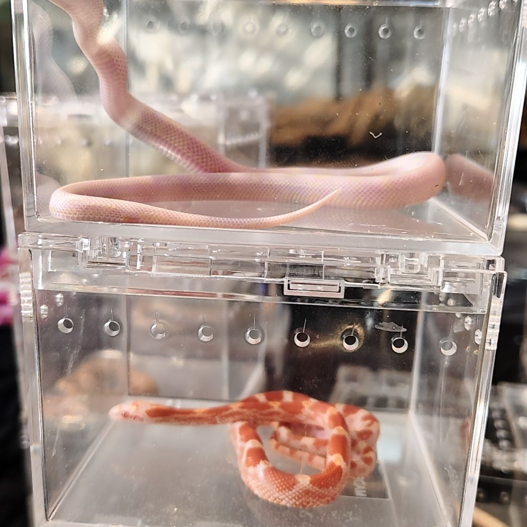 雨林蝎白化王母可爱了