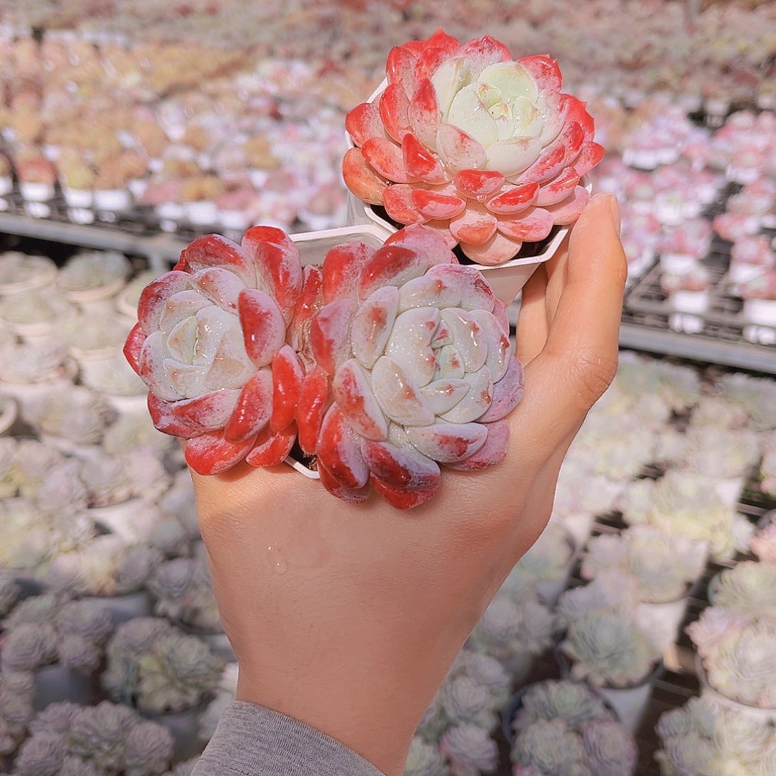 雯***S雯姐99909999999999