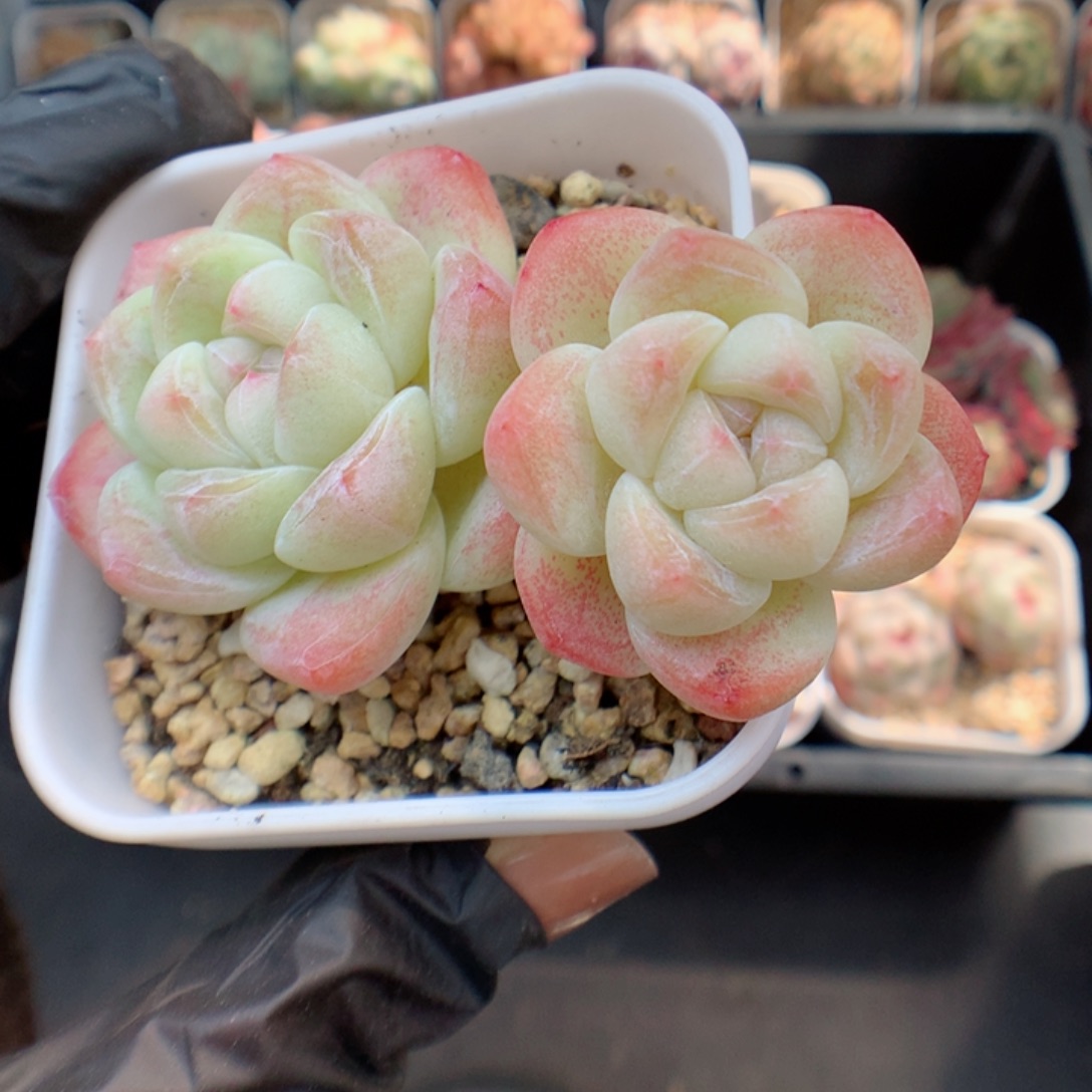 多肉植物。 冰玉53