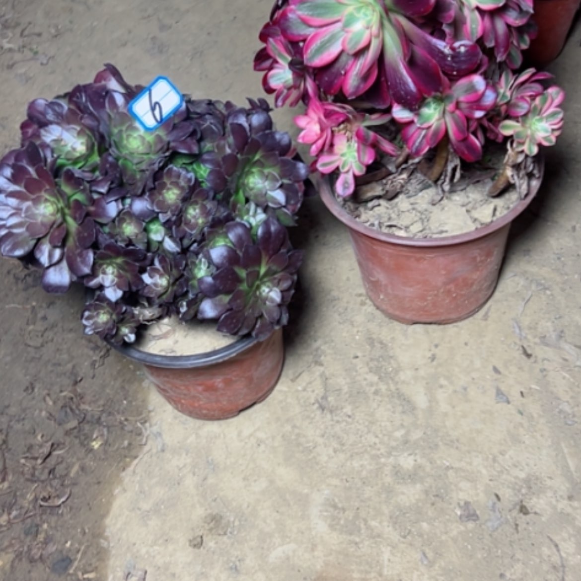 【闪购商品】多肉植物砍过不售后5