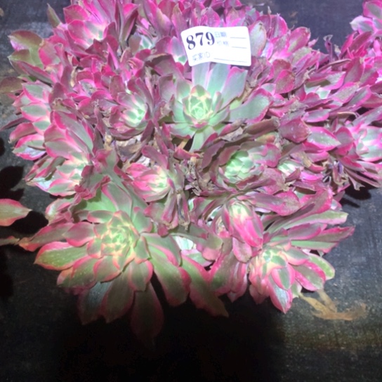 余***就多肉植物女巫879