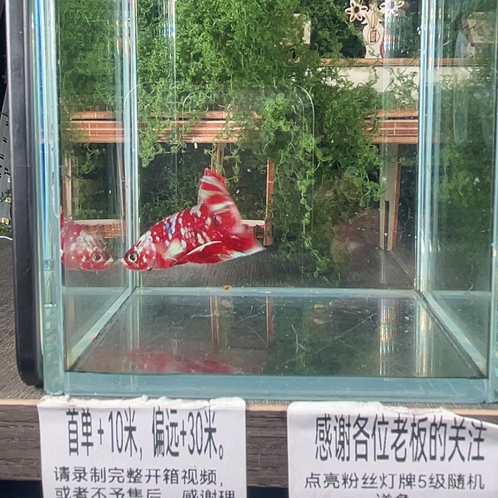 斗鱼活体不退不换谢谢