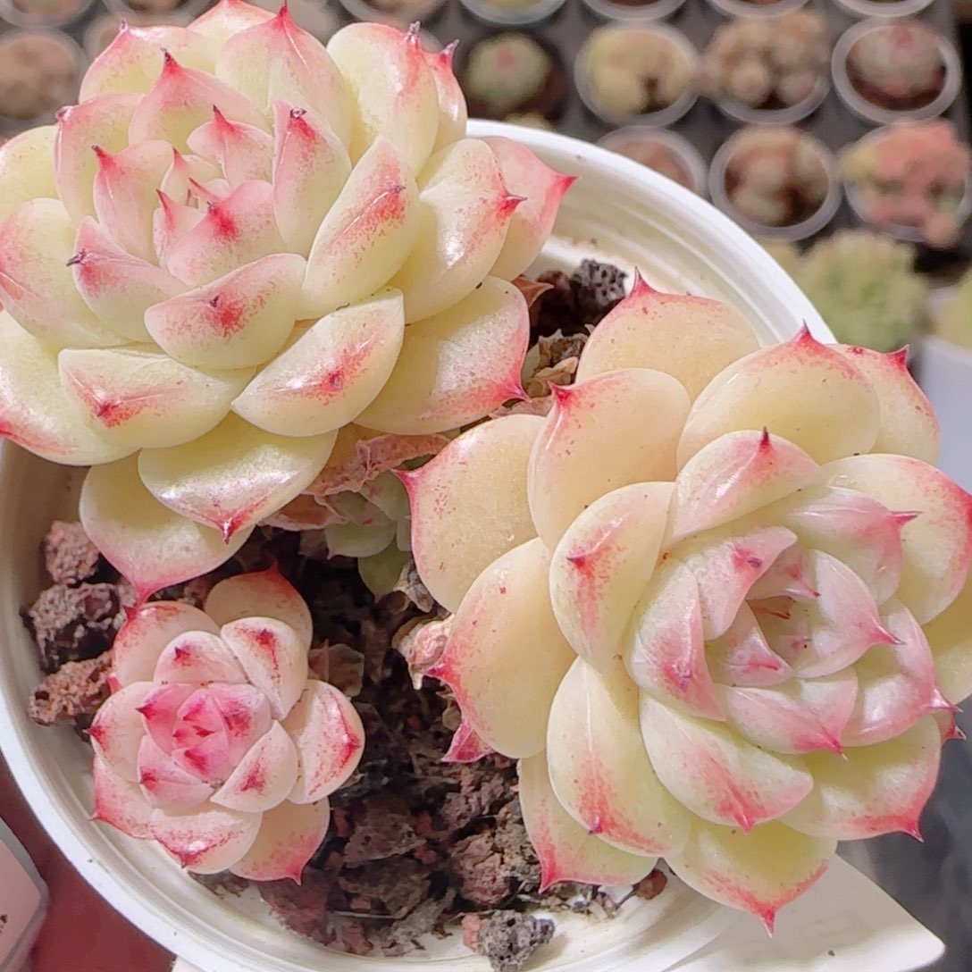 花语多肉1219-102魔仙散