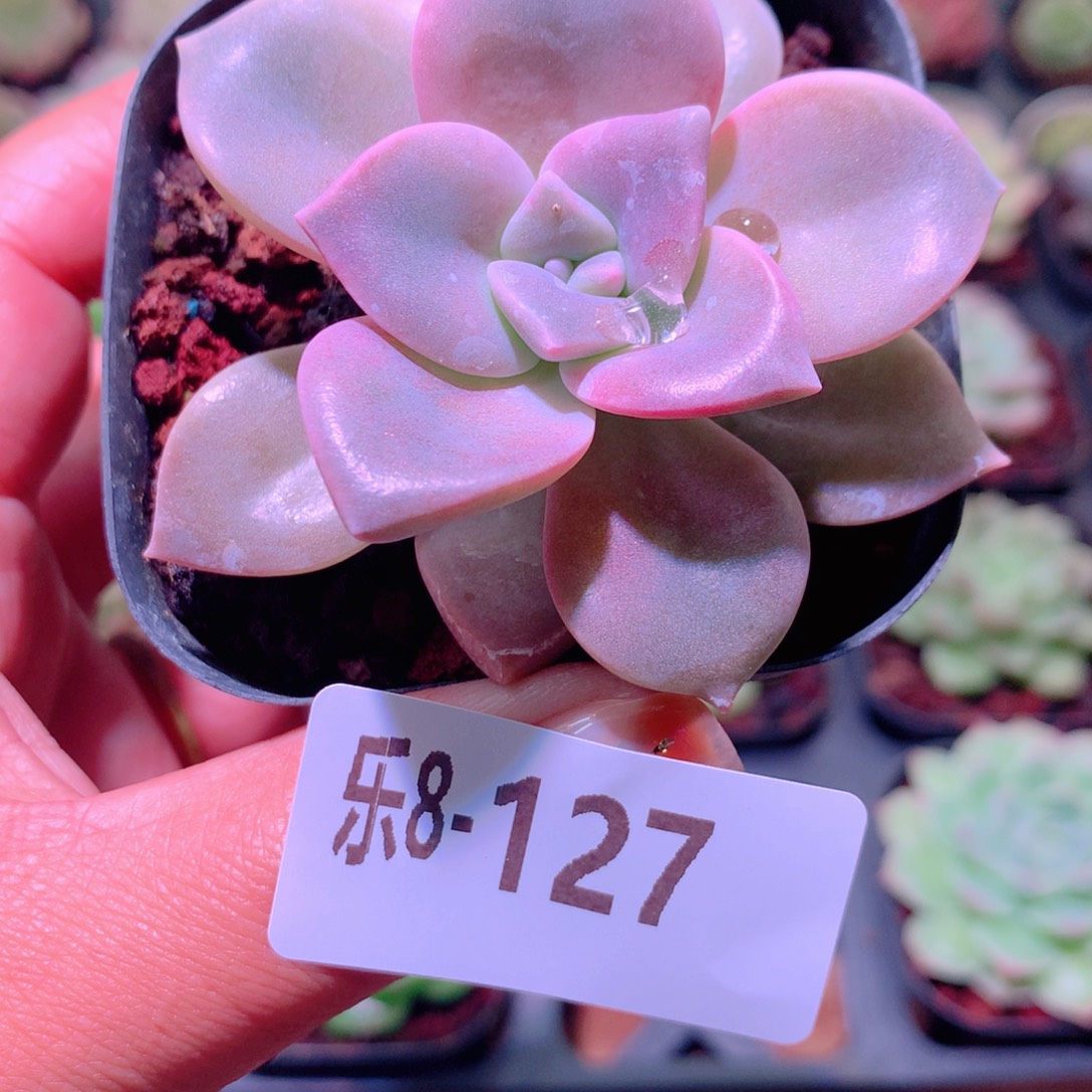 乐然8-127 彩虹糖 