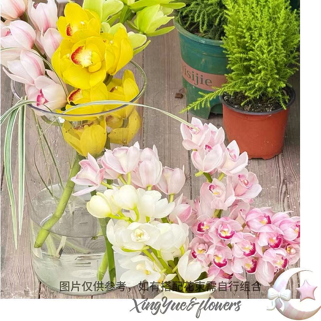 【星玥鲜花】自家基地福利蕙兰合集