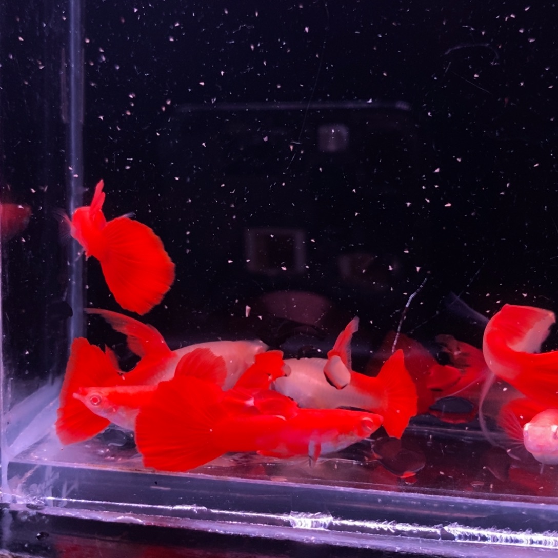 诺***一孔雀鱼血红压成四对