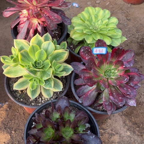 493多肉植物组合