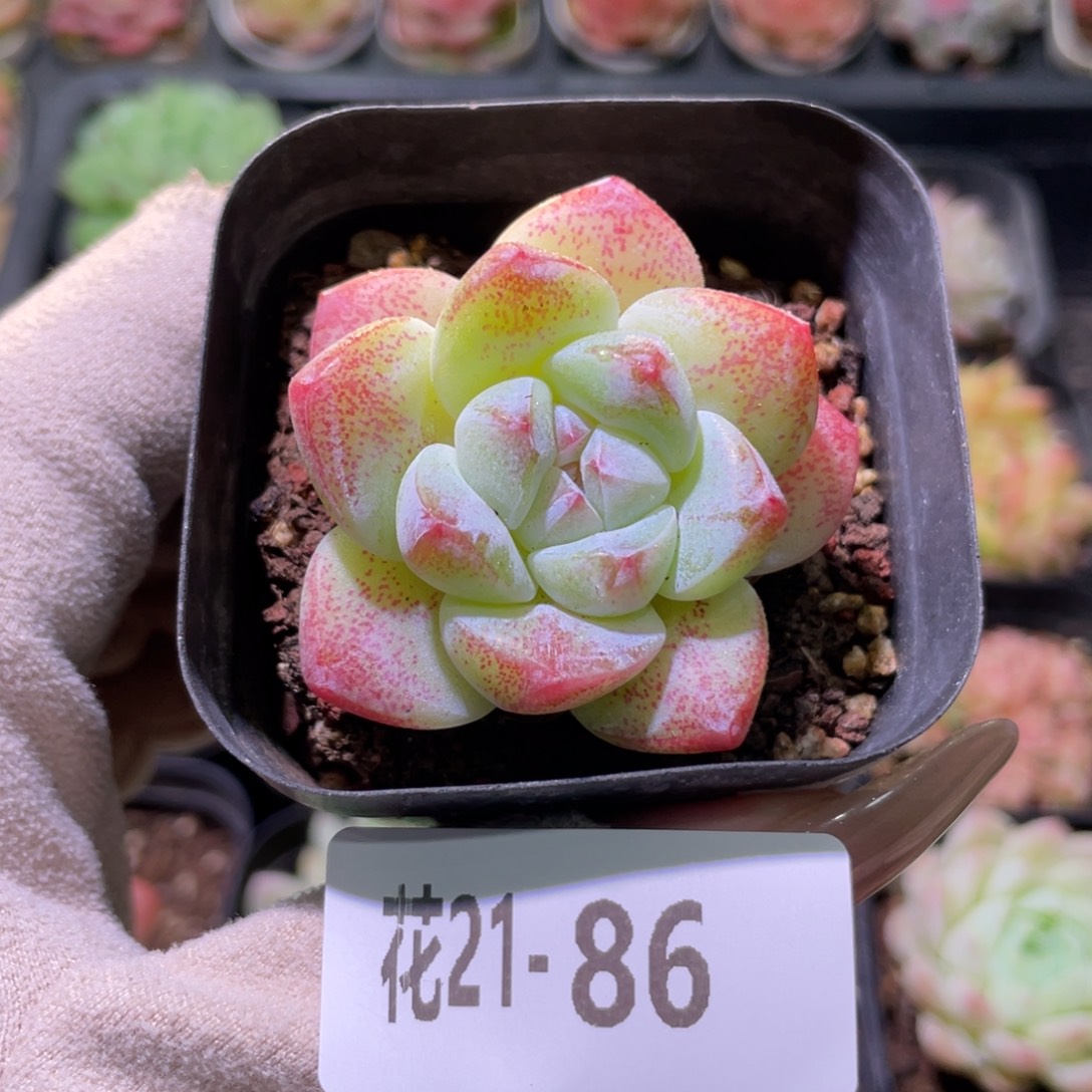 花利美21-86冰玉单头