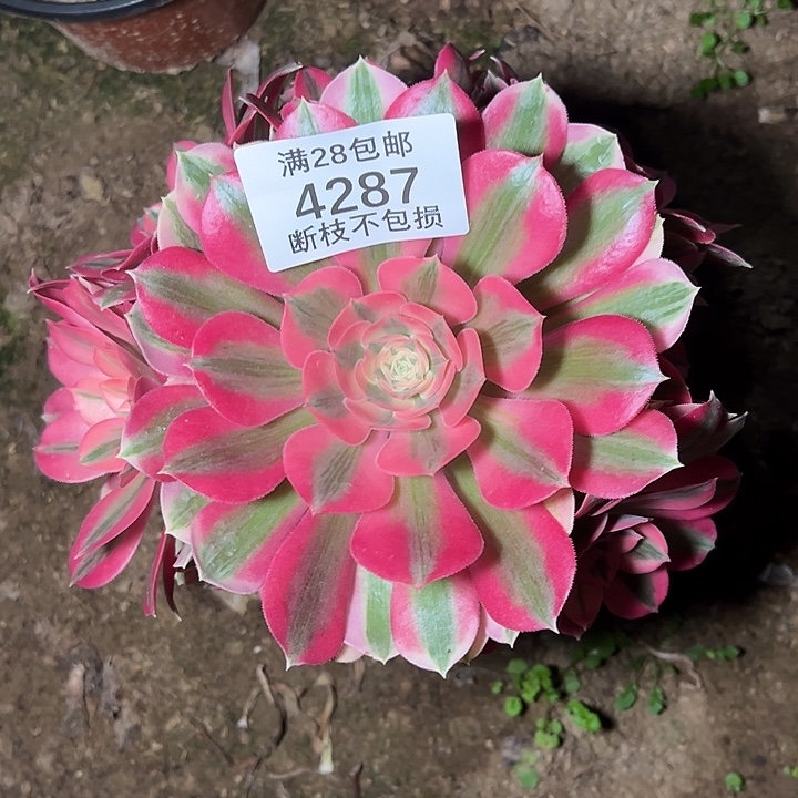 4287粉女巫多肉植物