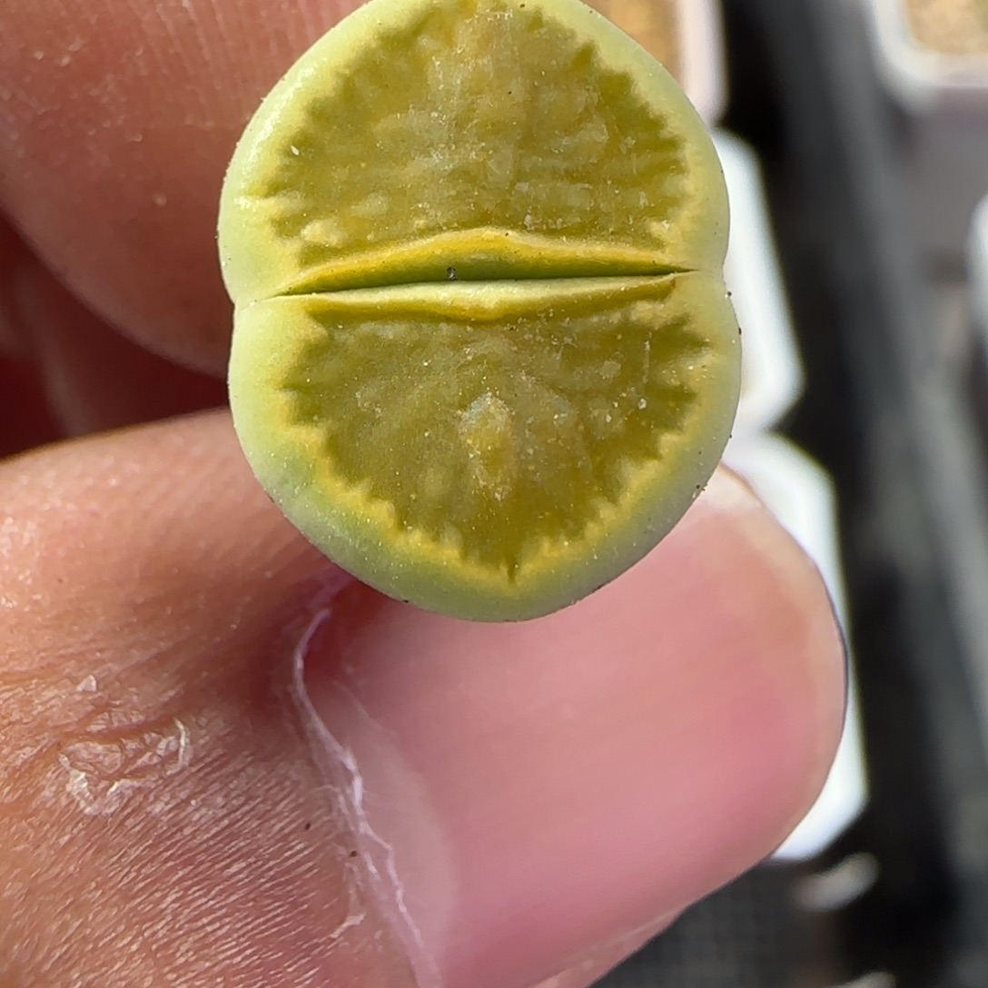 149 生石花大棚直播