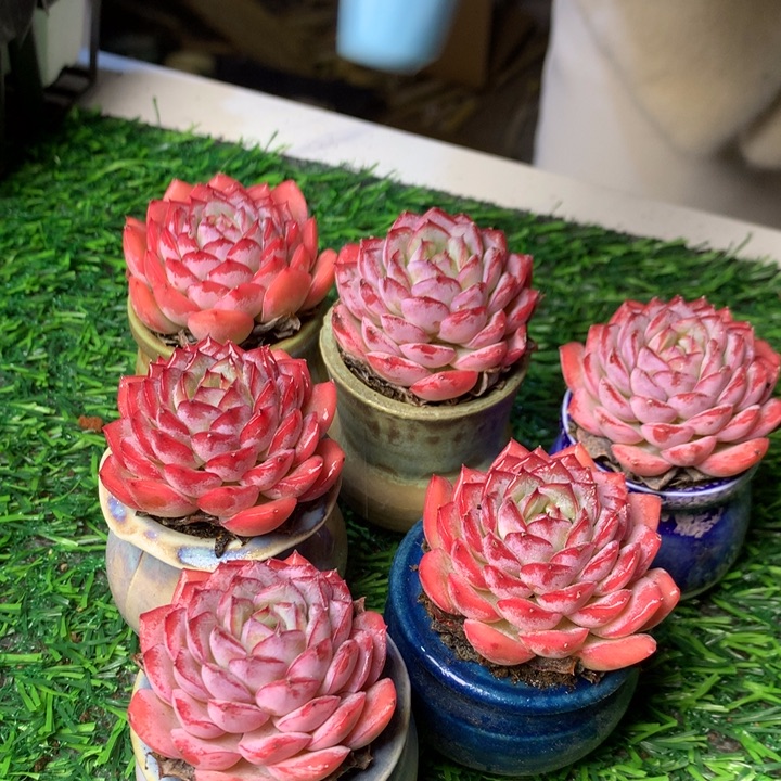 沙漠玫瑰                  