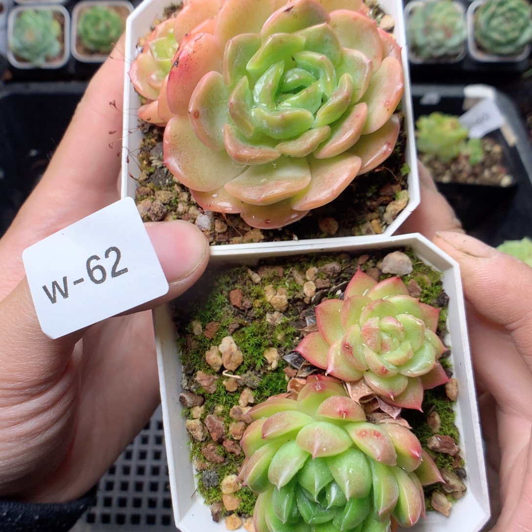 无花朵W62英语英语英语