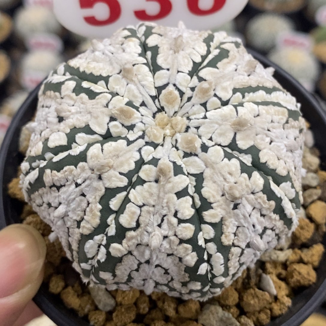 536海星厚绒白超兜