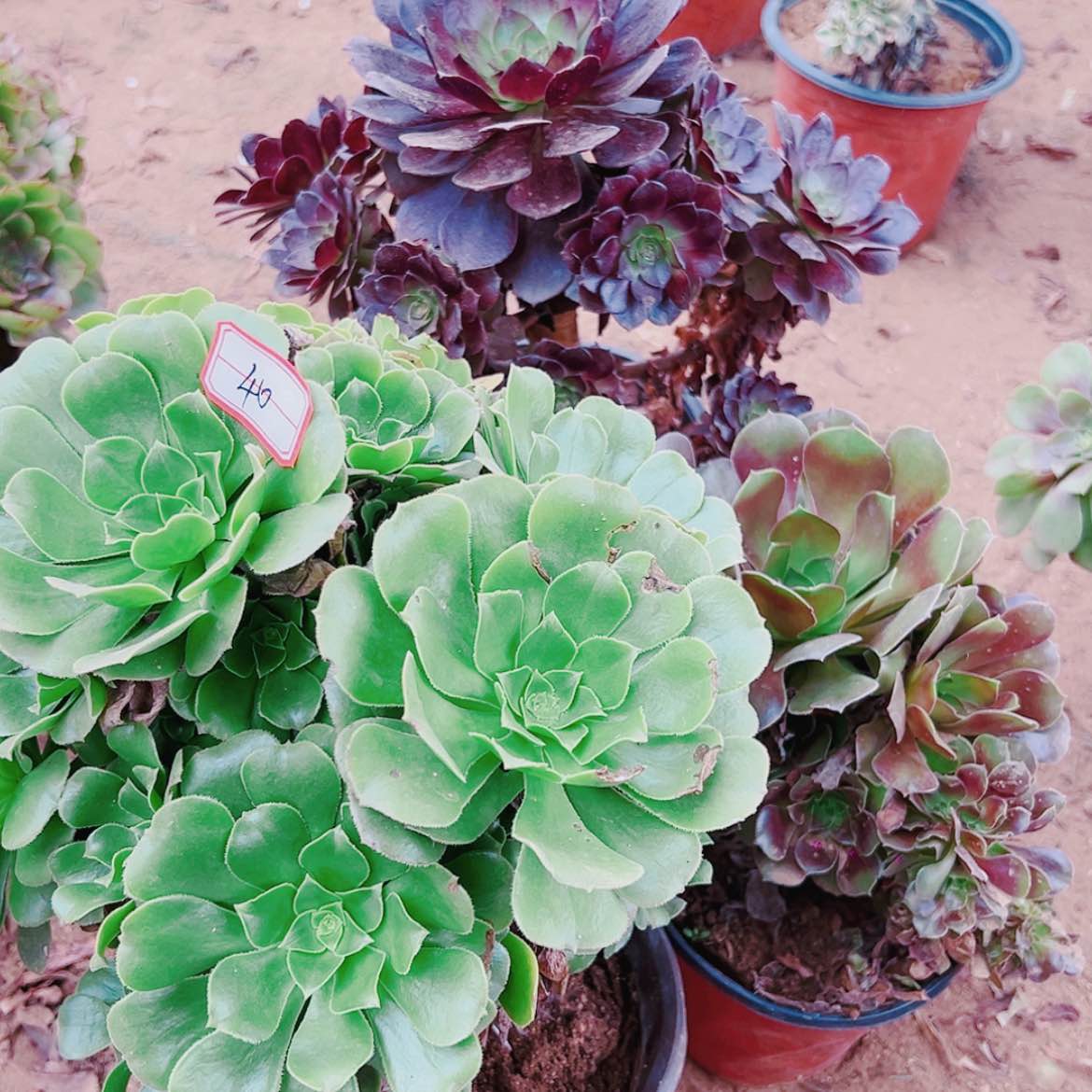 【闪购商品】无花朵40号套餐3颗多肉植物无售后