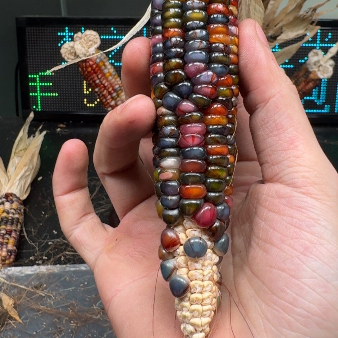 柏香籽/百香籽吊坠念*