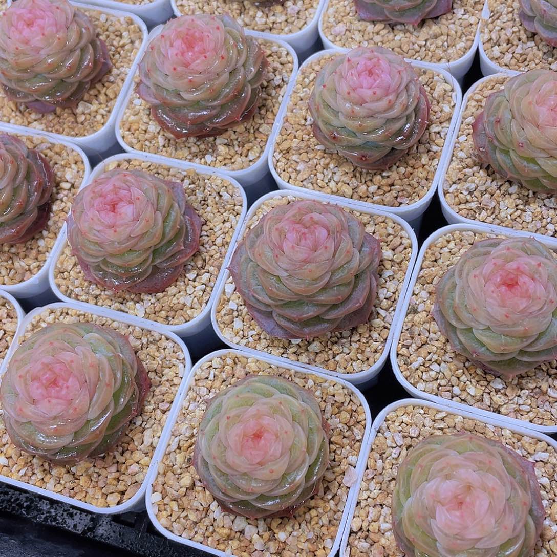 量拍76号 冻唇蜜珍妮单头一个