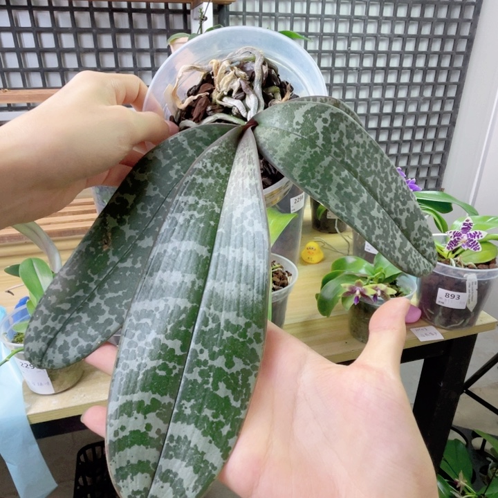 完全开放玫瑰香交24小时香-2229