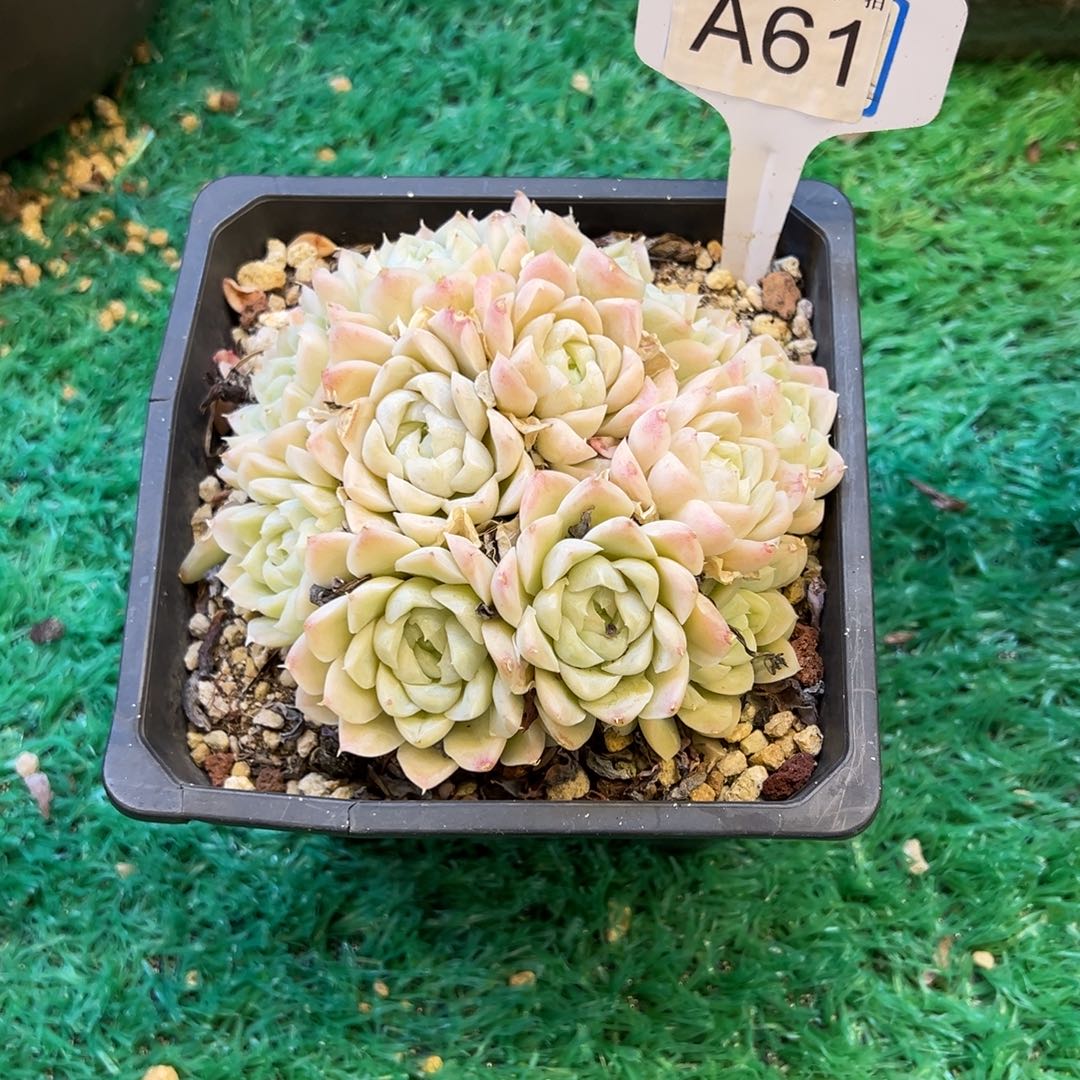 白月影，，，，，，，，，，，，，，，，，