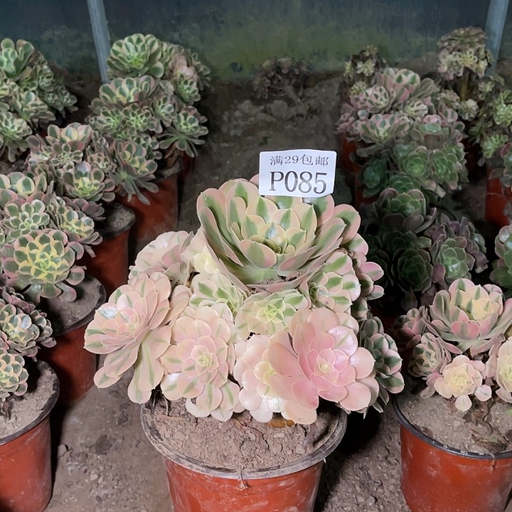 085粉女巫多肉植物