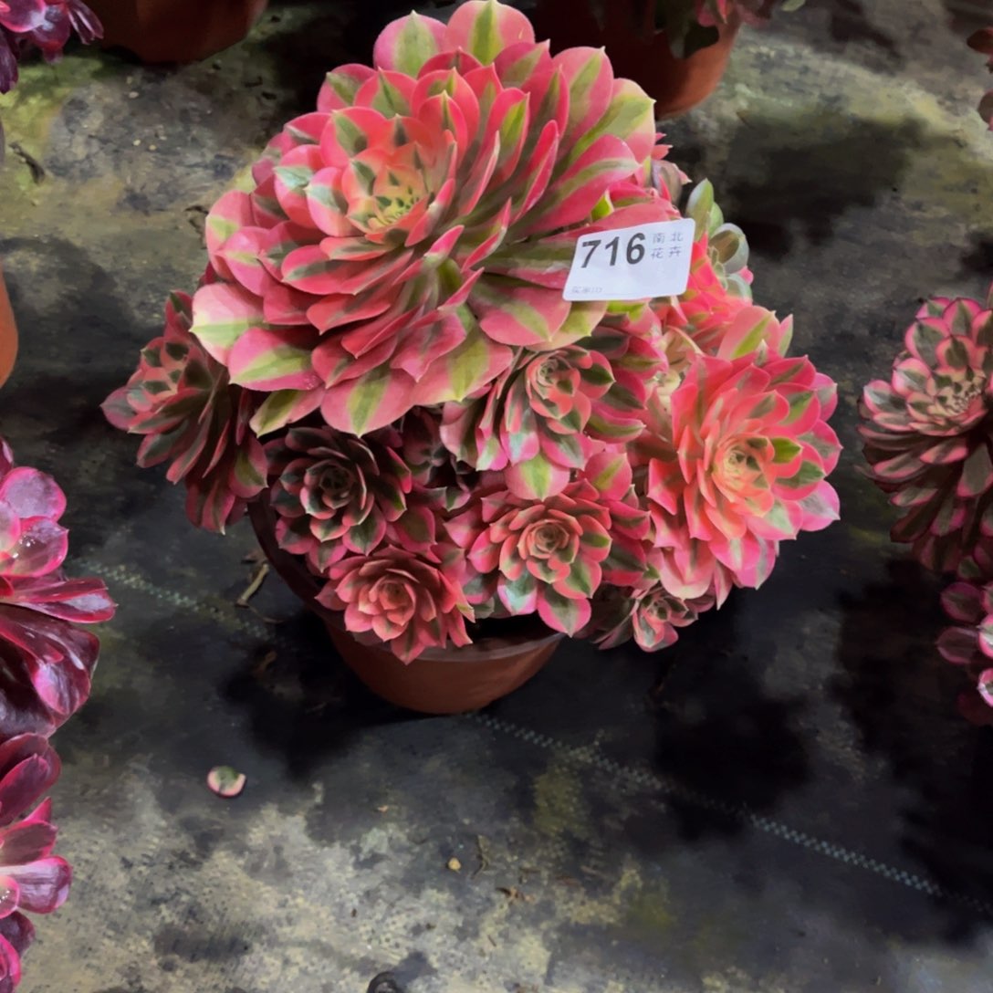 柔*多肉女巫000000716