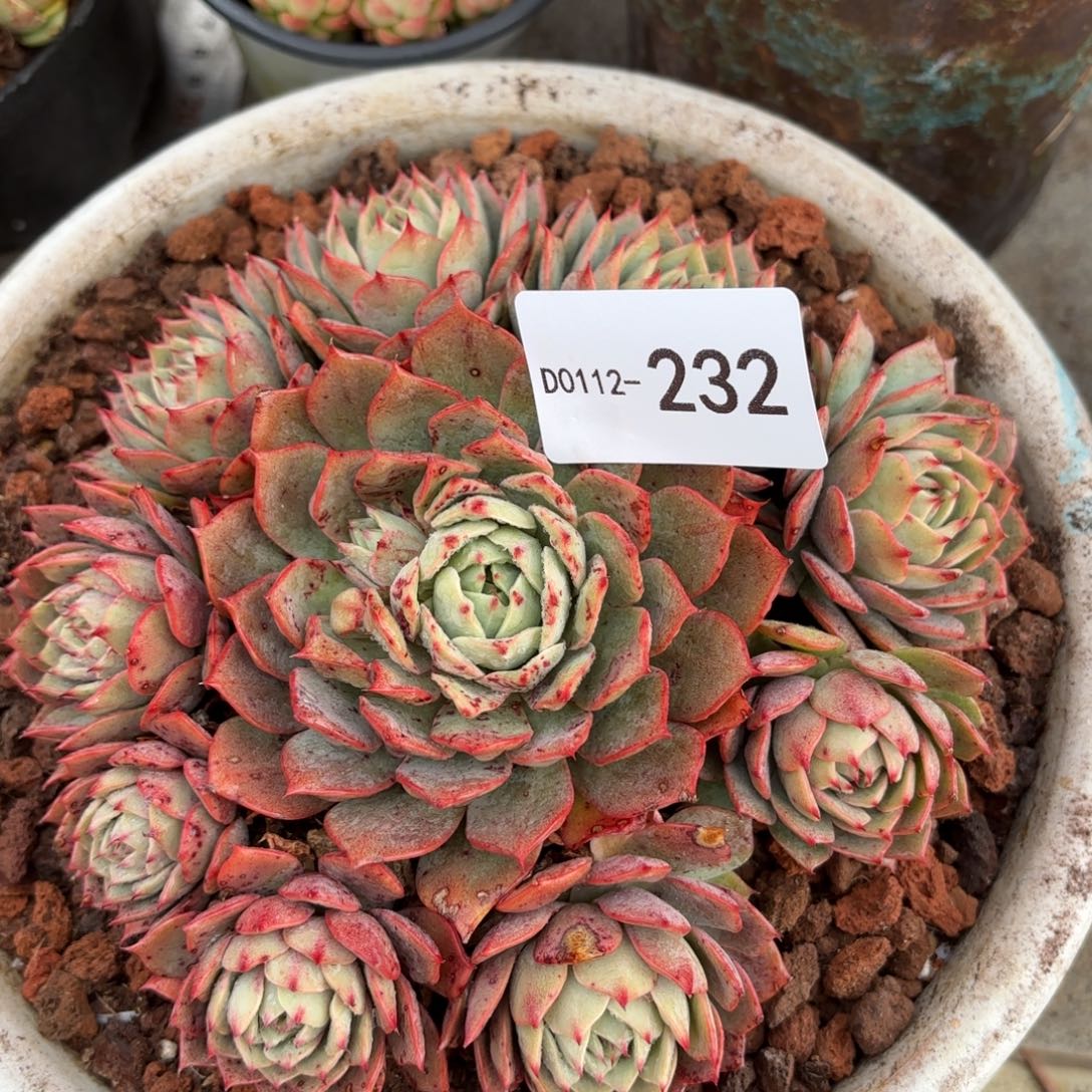 同温层多肉232林杰安娜