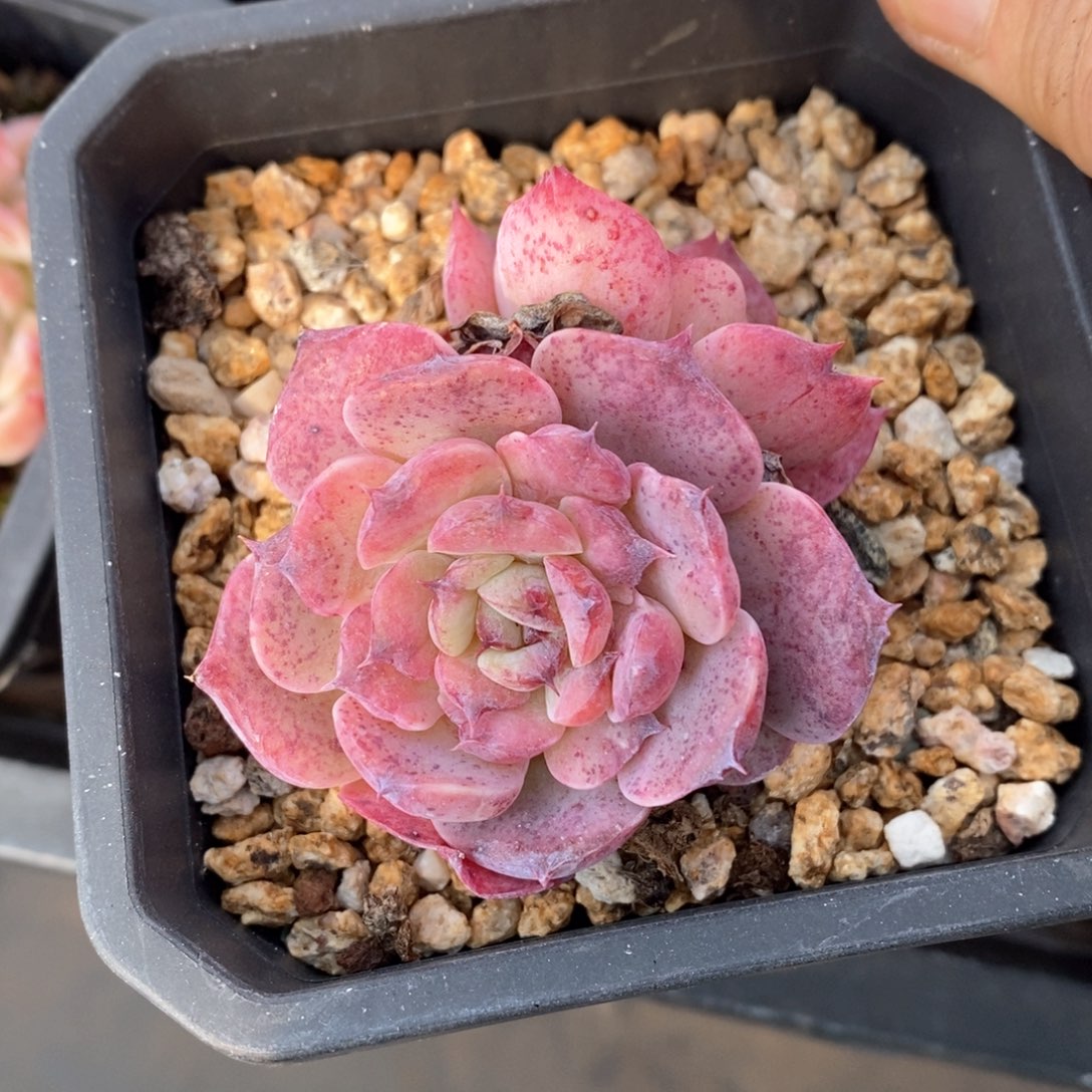 精品多肉一物一拍不包整116