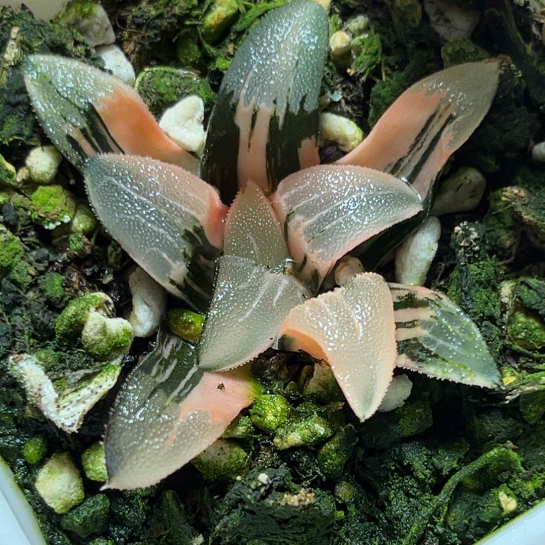 恭喜发财大吉大利0134