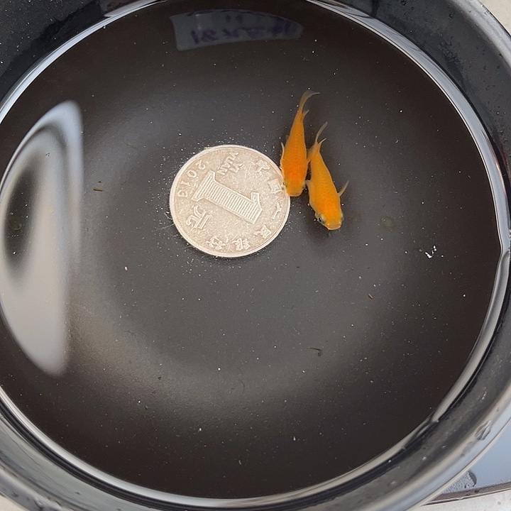 青鳉鱼球体2条1号