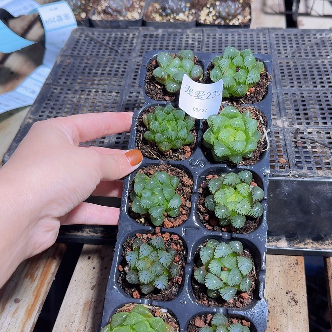 直播福利一物一拍230