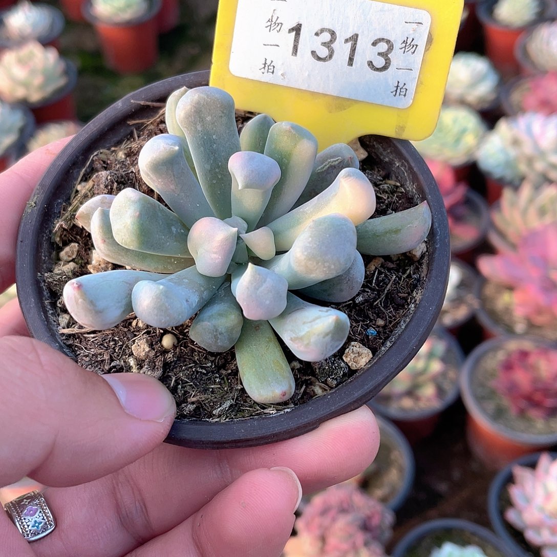 风***雅1313号多肉植物盆栽