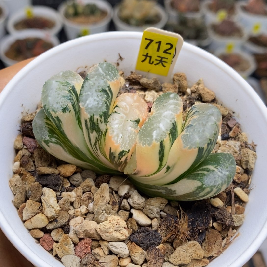  712号荒肌玉扇锦多肉植物