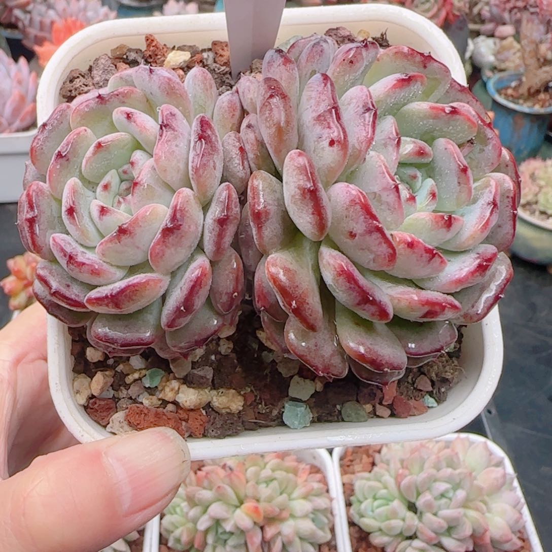 多肉植物5129……………