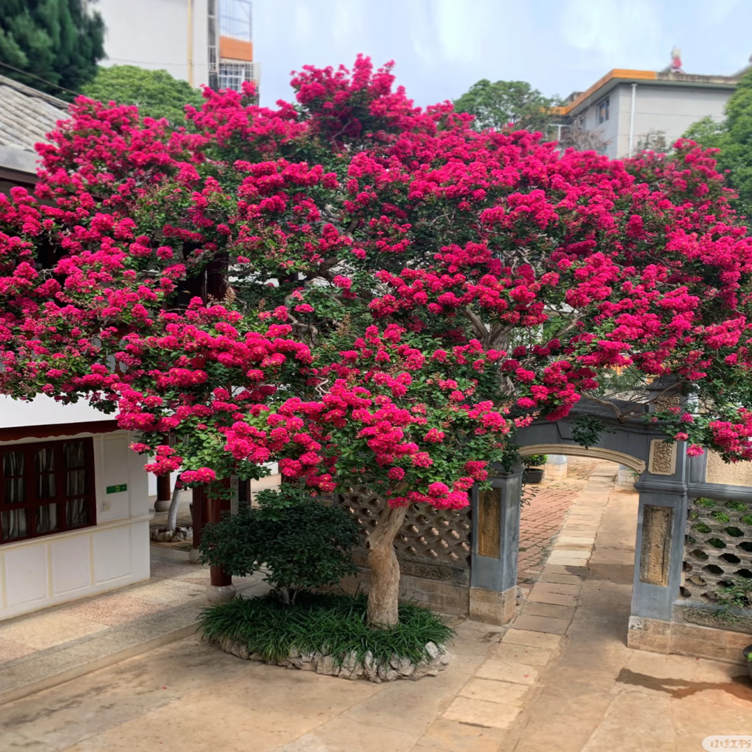 【质保一年】紫薇树室外绿植花卉庭院植物花期长花量大