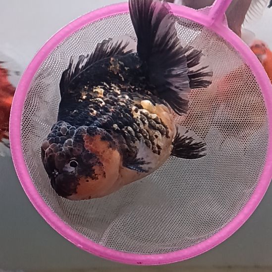 海水鱼精品泰狮观赏金鱼