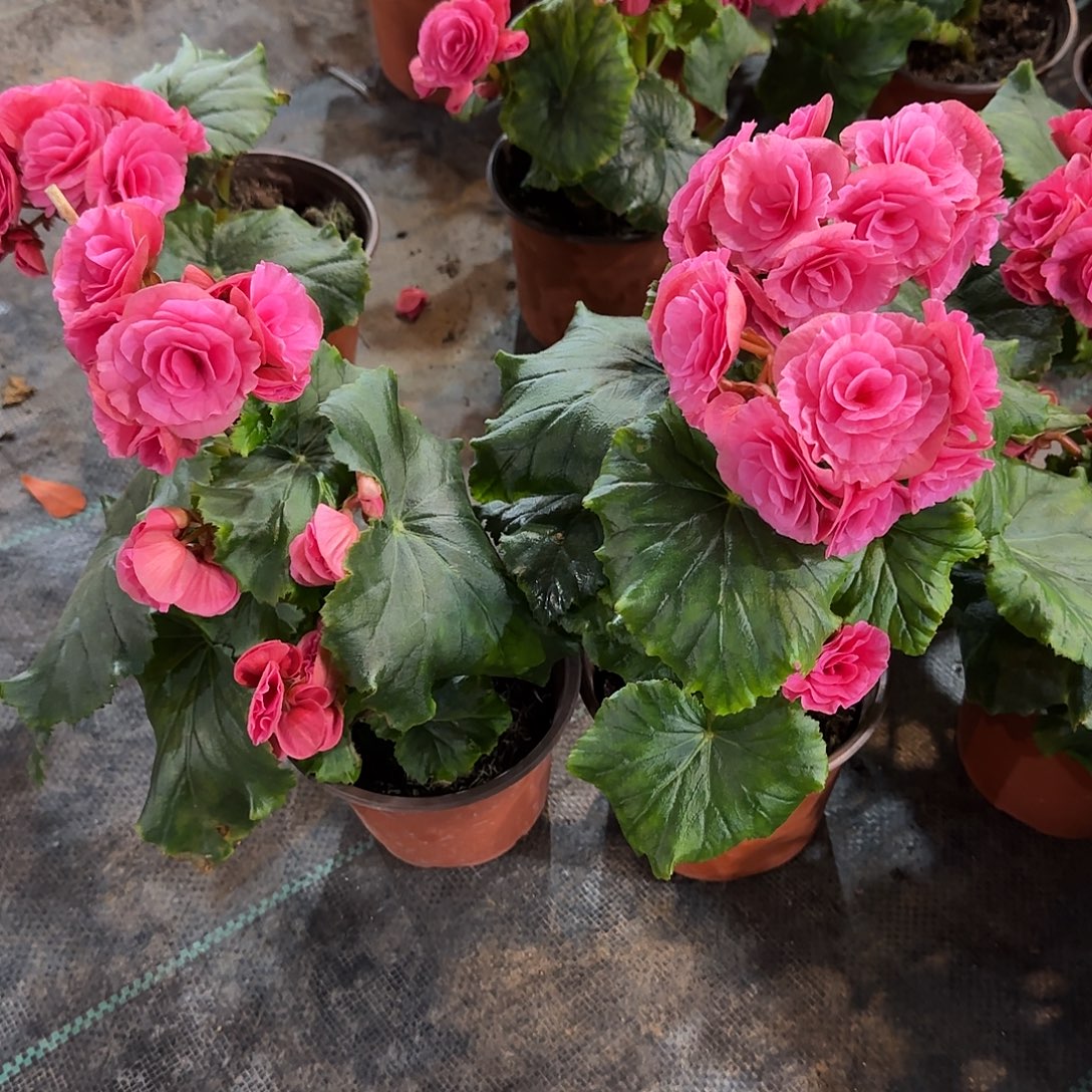 福利2盆风暴 丽格海棠