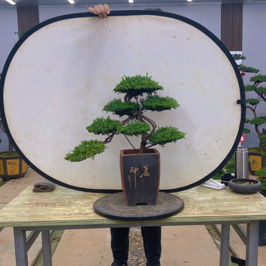 盆景龙爪松造型盆景