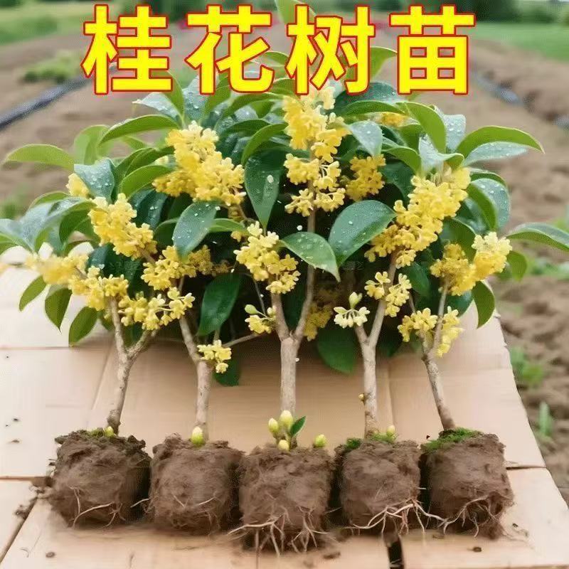 【四季开花】四季桂花树苗盆栽花卉阳台八月桂金桂浓香型耐寒地栽