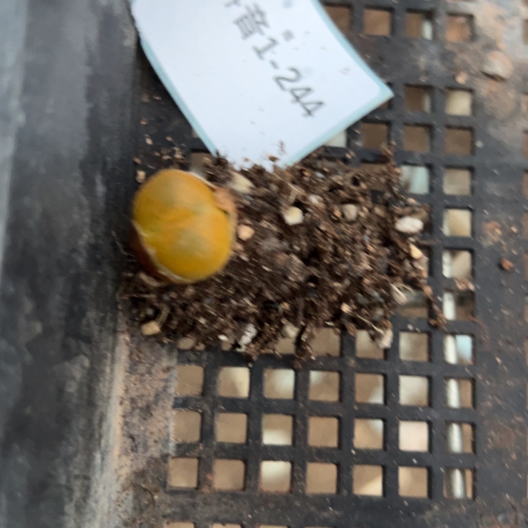 1-244蟠桃毛汉尼一颗