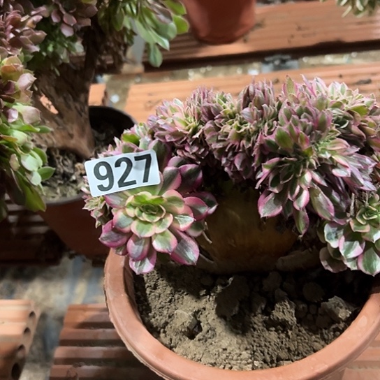 人***｀多肉植物一个倾城927