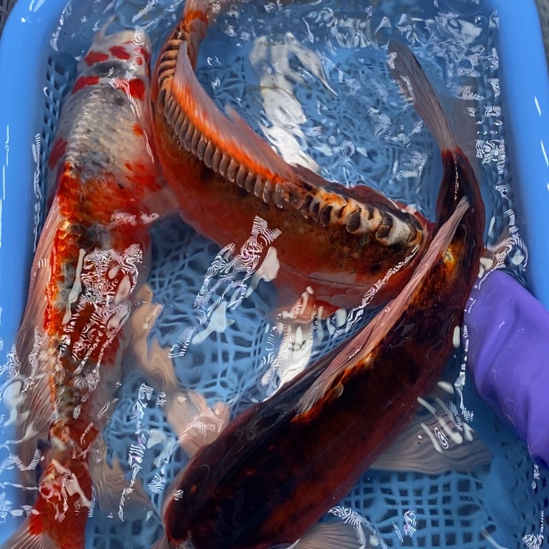 锦鲤冷水锦鲤包邮