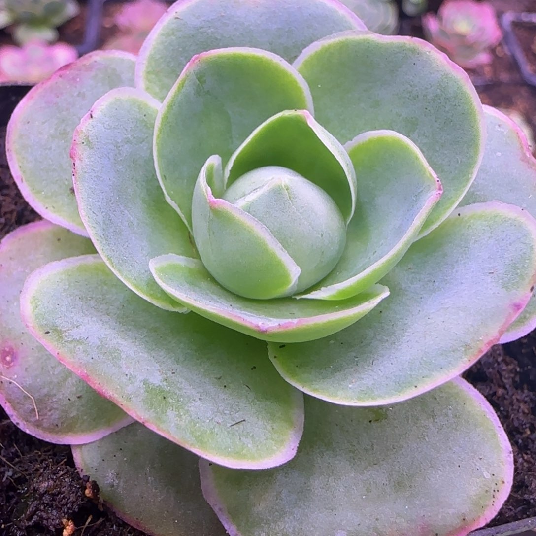 粉红玫瑰玫瑰5厘米1124242437676