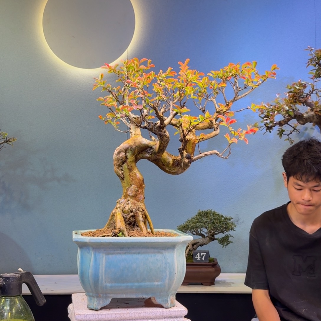 馨***境无花朵红花紫薇一物一拍