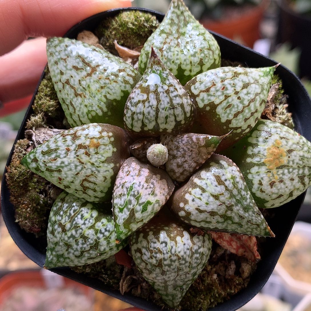 白银寿得盆土发货tuy