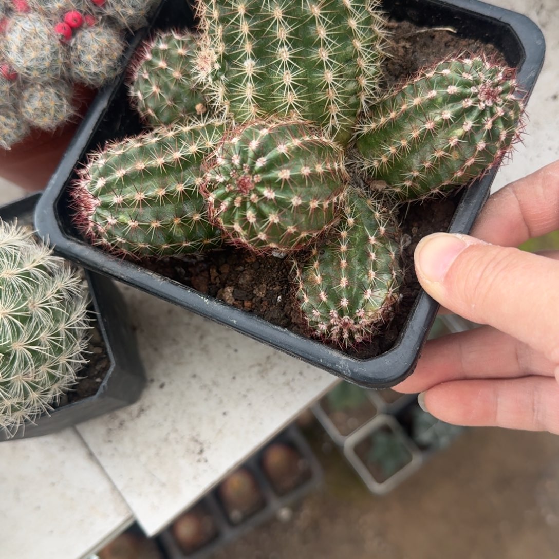 丶***、清卷49 可口可乐可口可乐