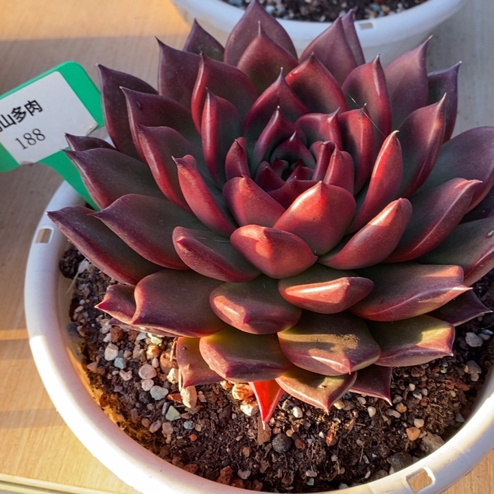 D188- 直播福利 摩根