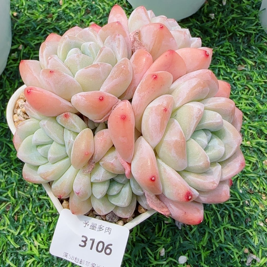 冰玉无砍，3106多肉植物