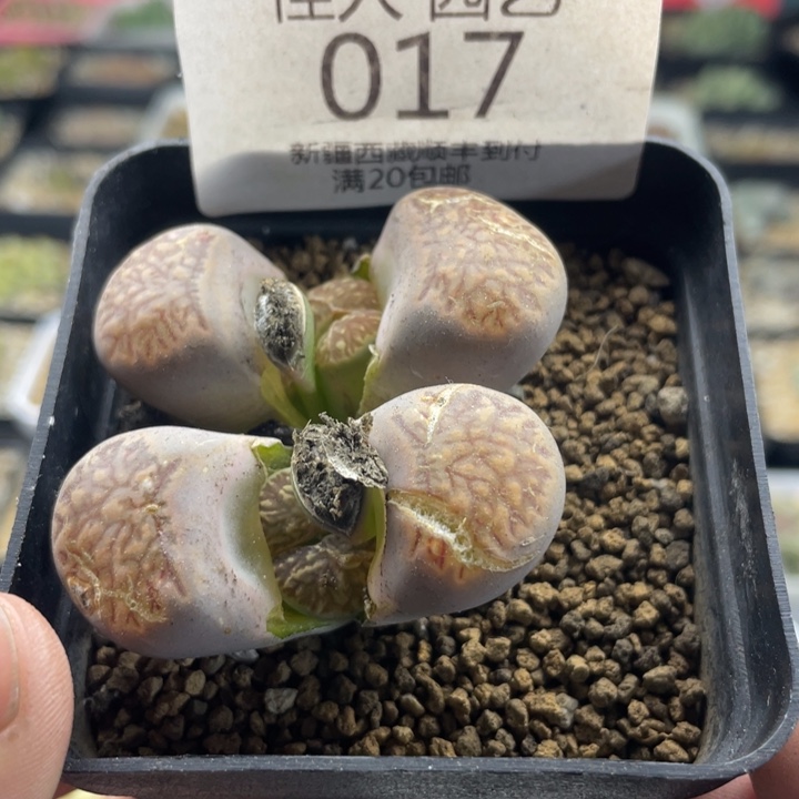 佳人园艺上福利啦菊017