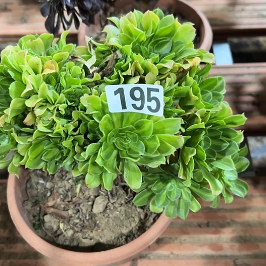 小***包多肉植物一个琉璃195