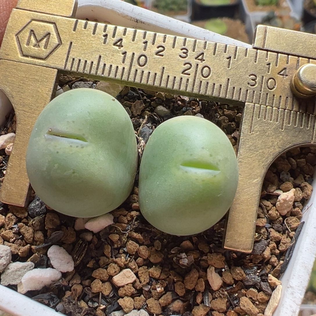 爱心小拳拳多肉植物